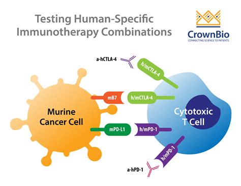 How To Test Human Specific Combination Immunotherapies In Vivo