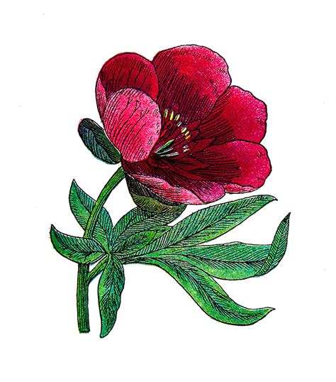 Antique Images Free Flower Clip Art 1916 Antique Illustration Of Peony