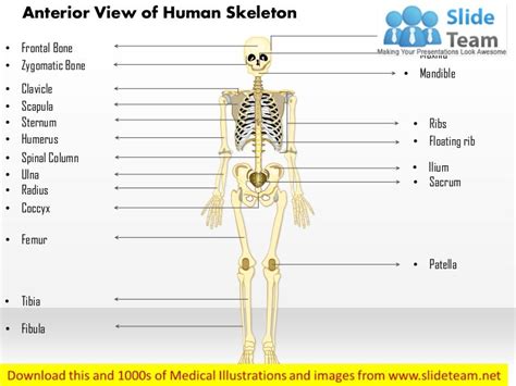 Anterior View Of The Human Skeleton Medical Images For Power Point