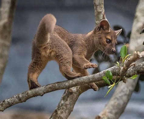 Just A Ferociously Cute Fossa Pup Aww Cute Animals Cats Dogs