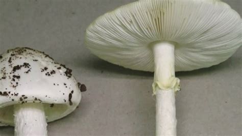 Verify Are Mushrooms Found In Your Backyard Safe To Eat