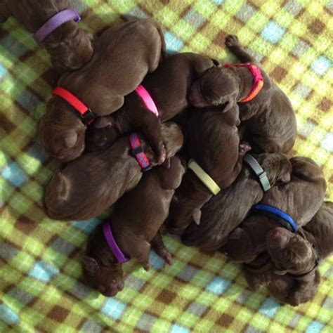 Hope you'll join us to celebrate our goofy, crazy and lovable chocolate labs! Godiva Labradors | Chocolate lab puppies, Lab puppies ...