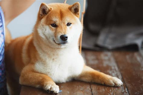 Do Shiba Inus Shed A Guide To Taking Care Of Your Shiba Inu Pup