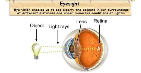 Eye Sight How Eye Sees