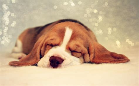 Tricolor Beagle Puppy Sleeping On Focus Photo Hd Wallpaper Wallpaper