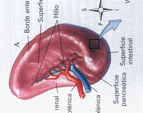 Anatomia Del Bazo