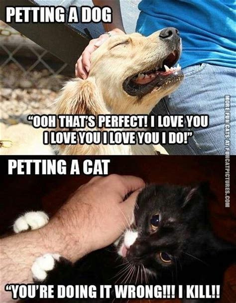 Cat Vs Dog Funny Quotes Quotesgram