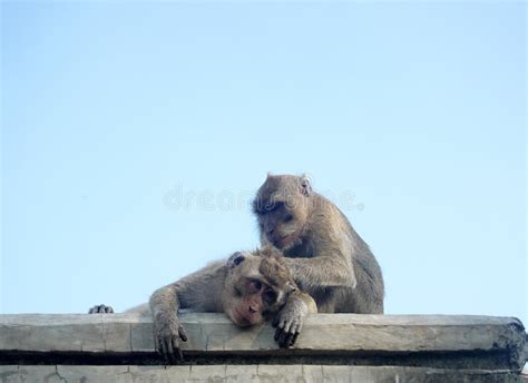 Monkeys Together Blue Background Stock Photos Free And Royalty Free