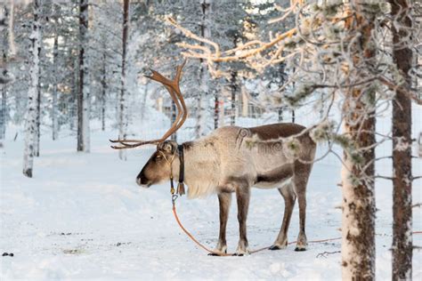 Reindeer In Winter Lapland Finland Stock Photo Image Of Winter
