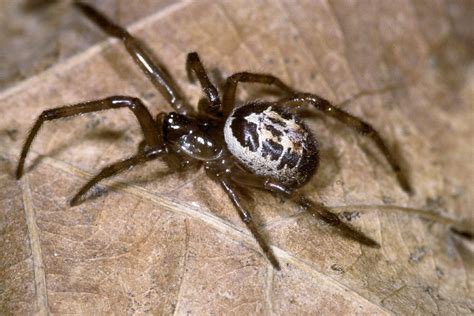 Its venom is toxic and painful, leaving victims to feel the effects long after the bite. The Most Venomous Spider in the UK Leaves a Huge and Nasty ...