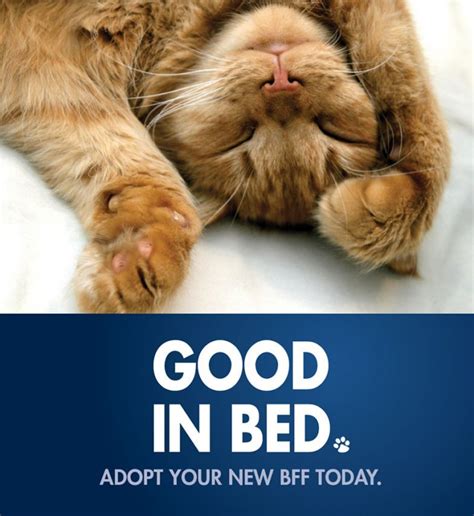 Clever Cat Adoption Posters Cat Adoption Kitten Adoption Pet