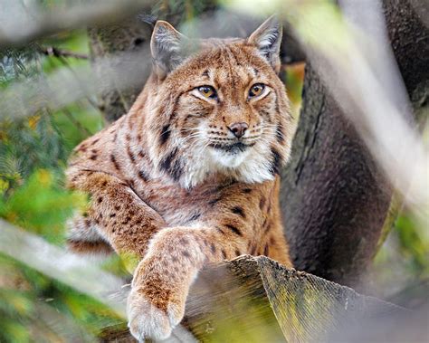 Lynx Glance Big Cat Predator Animal Hd Wallpaper Peakpx