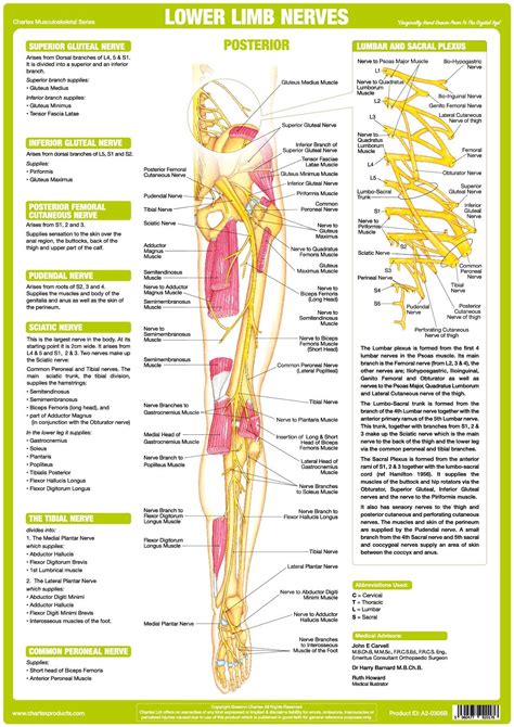 Muscle charts and stretching tips: Lower Limb Nerve Anatomy Chart - Posterior - Chartex Ltd