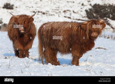Highland Cattle Snow Scotland Hi Res Stock Photography And Images Alamy