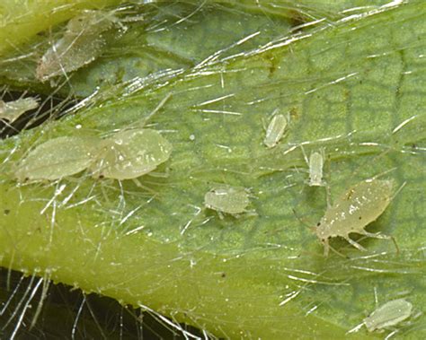 http://influentialpoints.com/Gallery/Chaetosiphon_fragaefolii_strawberry_aphid.htm