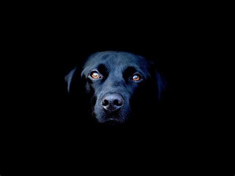 Black Dogs Wallpapers Wallpaper Cave