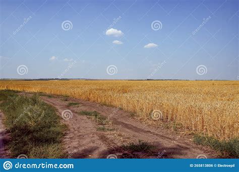 Clear Sky And Wheat Country Road Along The Wheat Fields Beautiful