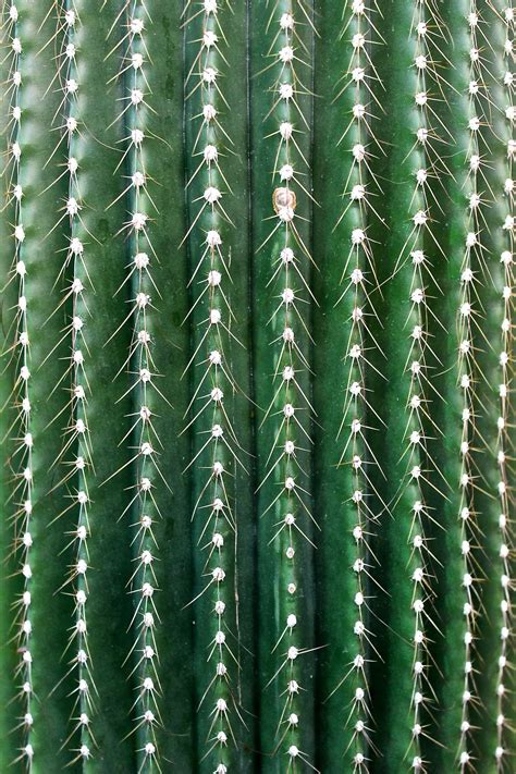 Coffeenuts Plant Texture Cactus Green