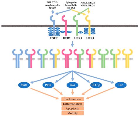 cancers  full text mechanisms underlying  action  synergism  trastuzumab
