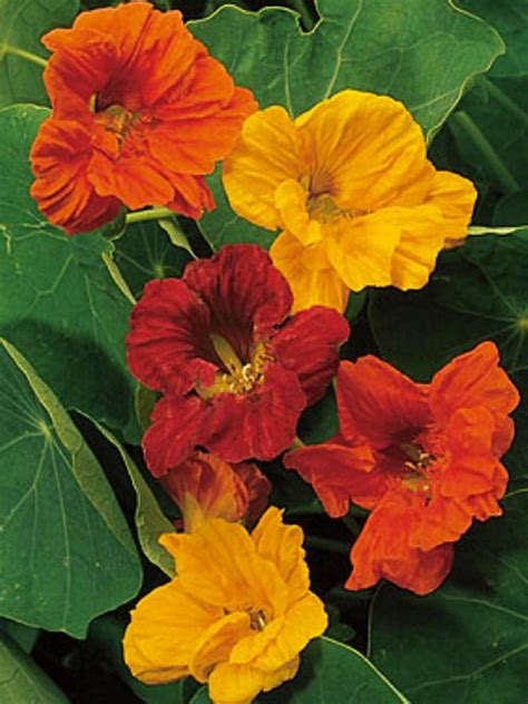 Fairy houses, fairy furniture, fairy garden accessories, and much more. Fairy Garden Flowers and Plants | HGTV