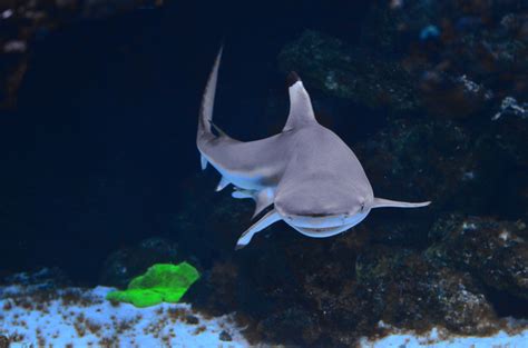 The Smallest Sharks Ranked By Size American Oceans