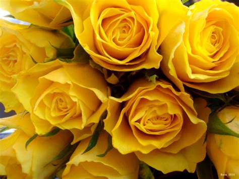If you have one of your own you'd like to share, send it to us and we'll be happy to include it on our website. Yellow Roses HD Wallpapers | Free Yellow Roses HD ...