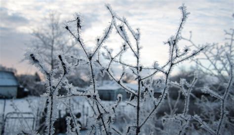 Wallpaper Monochrome Snow Winter Closeup Branch Ice Frost