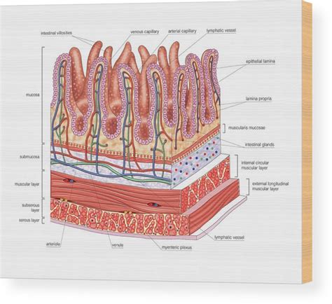 Small Intestine Wood Print By Asklepios Medical Atlas