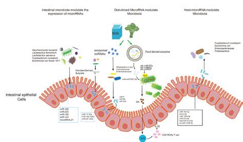 Effect Of Microrna On The Regulation Of Immune Cells In The Intestine