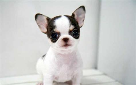 59 Chihuahua Puppies Canada Pic Bleumoonproductions