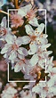 Aesthetic Flowers iPhone Wallpapers - Top Free Aesthetic Flowers iPhone ...