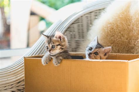 Kitten Containment Strategies To Keep Them Safe Lovetoknow Pets
