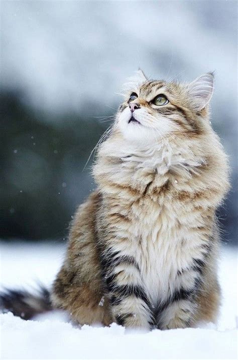 Do cats get cold in the winter. 11 Cute, Cold-Weather Cats Loving The Snow [PICTURES ...