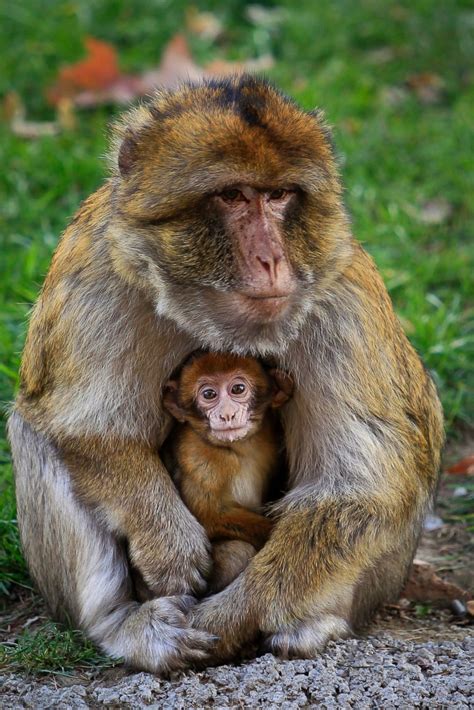 A Baby Macaque Monkey Snuggles With Its Mother Picture Cutest Baby