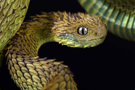 The 6 Creepiest Looking Snakes According To Experts — Best Life