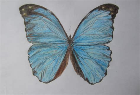 Realistic Butterfly Drawing At Explore Collection