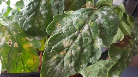 What Do White Spots On Tomato Leaves Mean 3 Reasons And How To Fix Them