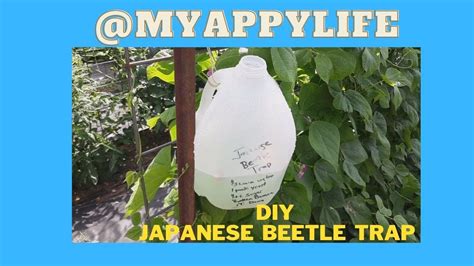 Diy Japanese Beetle Trap Zucchini Recipes The T Shop Blue Ridge