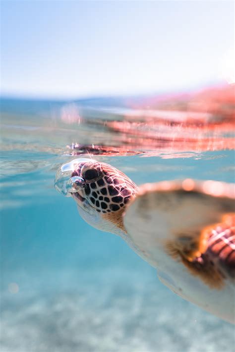 A Turtle Swimming In The Ocean With Its Head Above Water