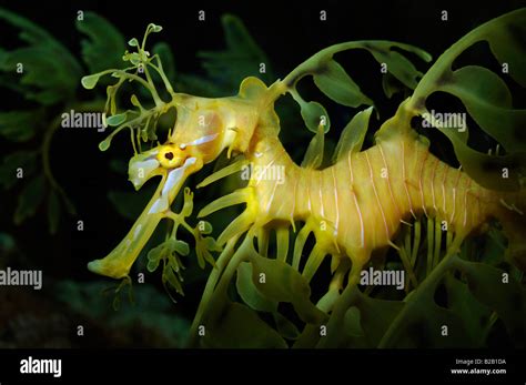 Leafy Sea Dragon Phycodurus Eques Captive Florida Stock Photo Alamy