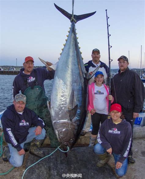 فتاة كندية تصطاد سمكة تونة عملاقة وزنها 280 كلغ 4 Peoples Daily Online