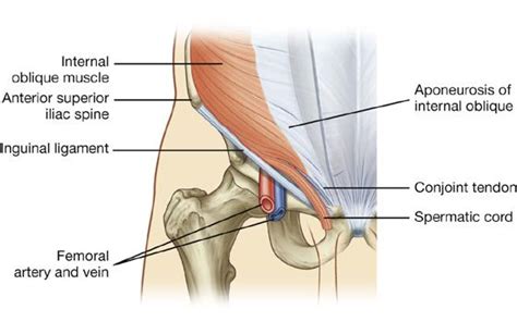 Shoulder muscles and shoulder tendons. Conjoint Tendon Shoulder Anatomy / Shoulder - At the ...