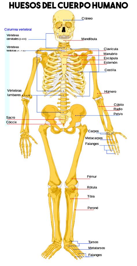 ¿cuántos Huesos Tiene El Cuerpo Humano Y Cuáles Son