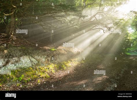 Early Morning Sunbeams Lighting A Woodland Path At Ranmore Common Uk