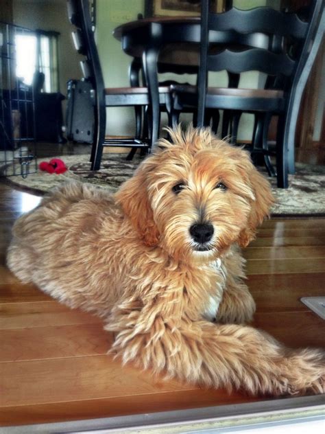 Doodle puppy cut / teddy bear cut the puppy cut, also known as a teddy bear cut, is a standard, trimmed style that looks great and cute on many breeds of fluffy dogs, including doodles. Grooming example of a "puppy cut" goldendoodle haircut. | Johnny Walker(JW) | Pinterest ...