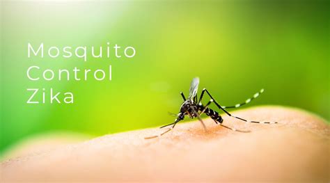 Mosquito Control Zika New Era Pest Control Inc