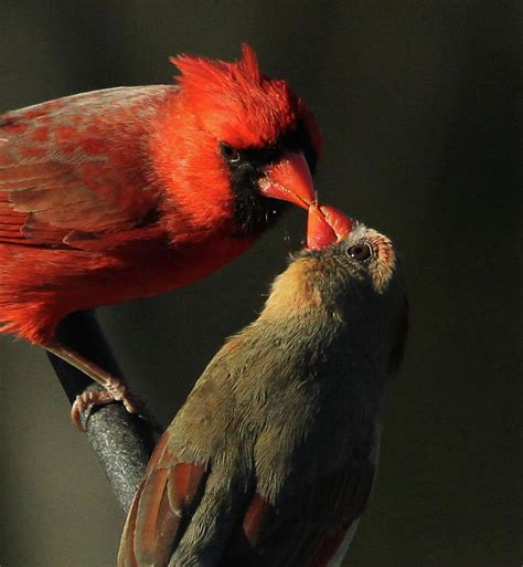 Cardinal Male And Female Kissing Photograph By Dina Klotz
