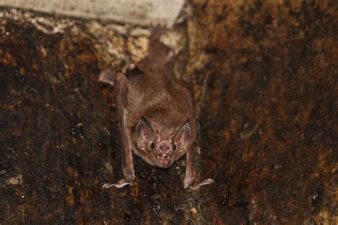 Do Vampire Bats Practice Social Distancing When Feeling Ill