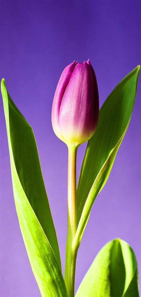 Purple Tulips Flowers Bonito Tulips Purple Hd Wallpaper Peakpx