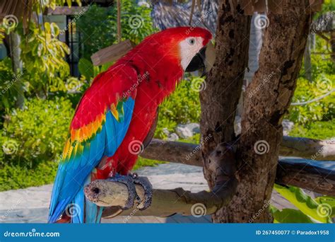 Macaw Parrot In Dominican Republic Stock Image Image Of Park Blue